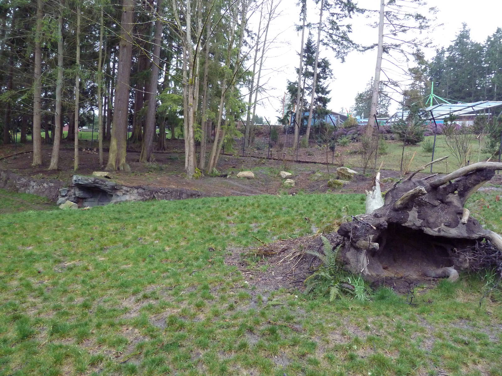 Red Wolf Woods - New In 2010