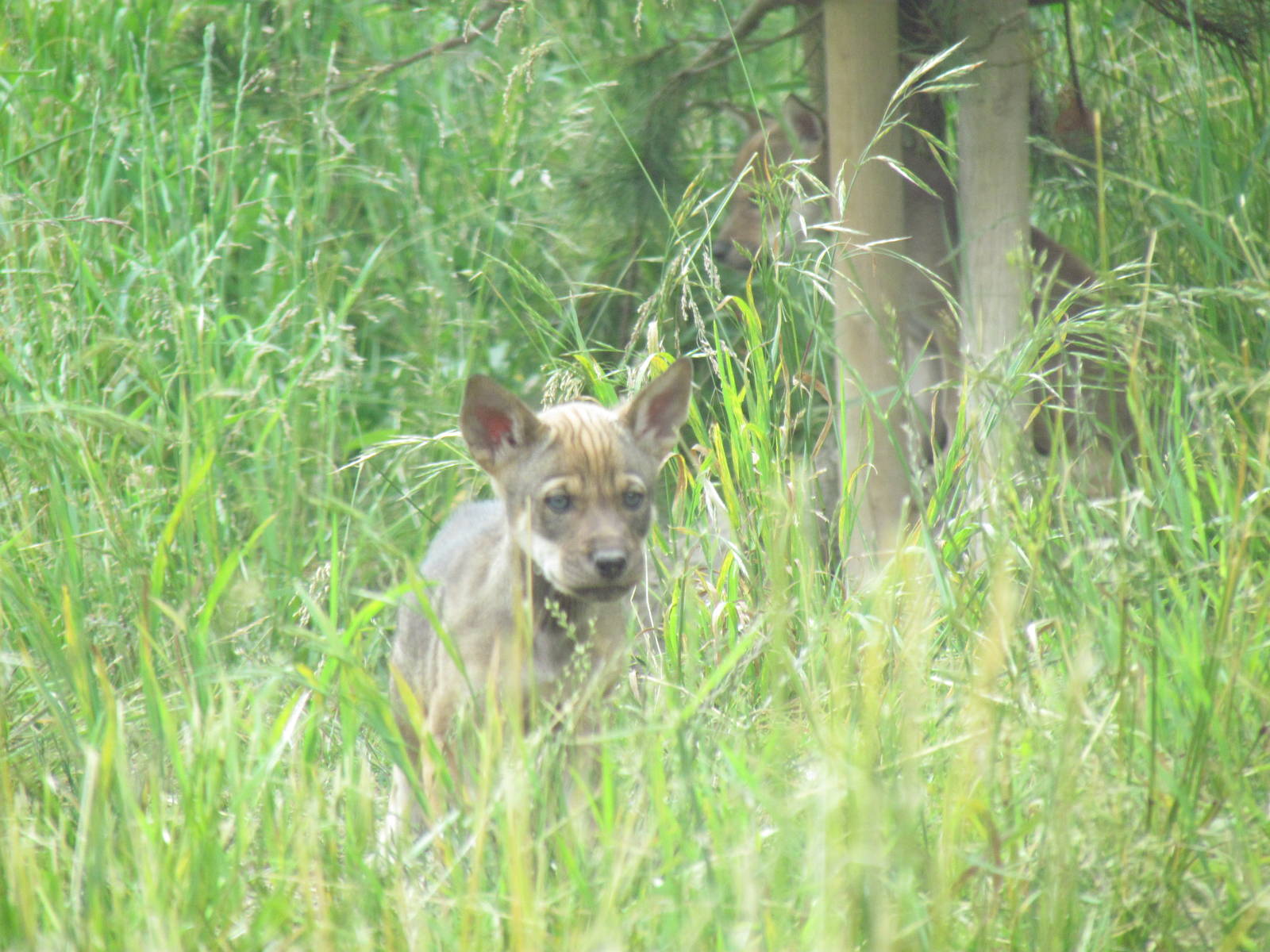 Red Wolf Woods - Red Wolf Pup