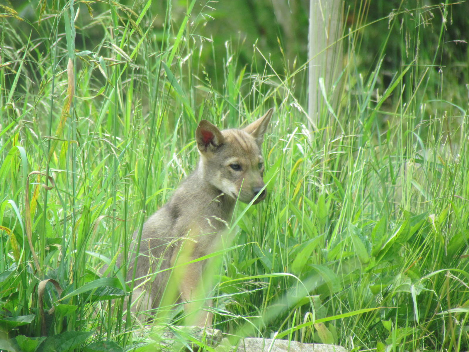 Red Wolf Woods - Red Wolf Pup