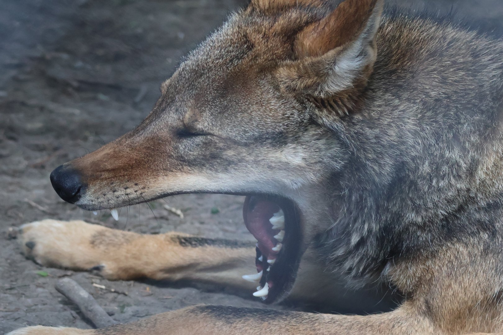 Red Wolf Yawning