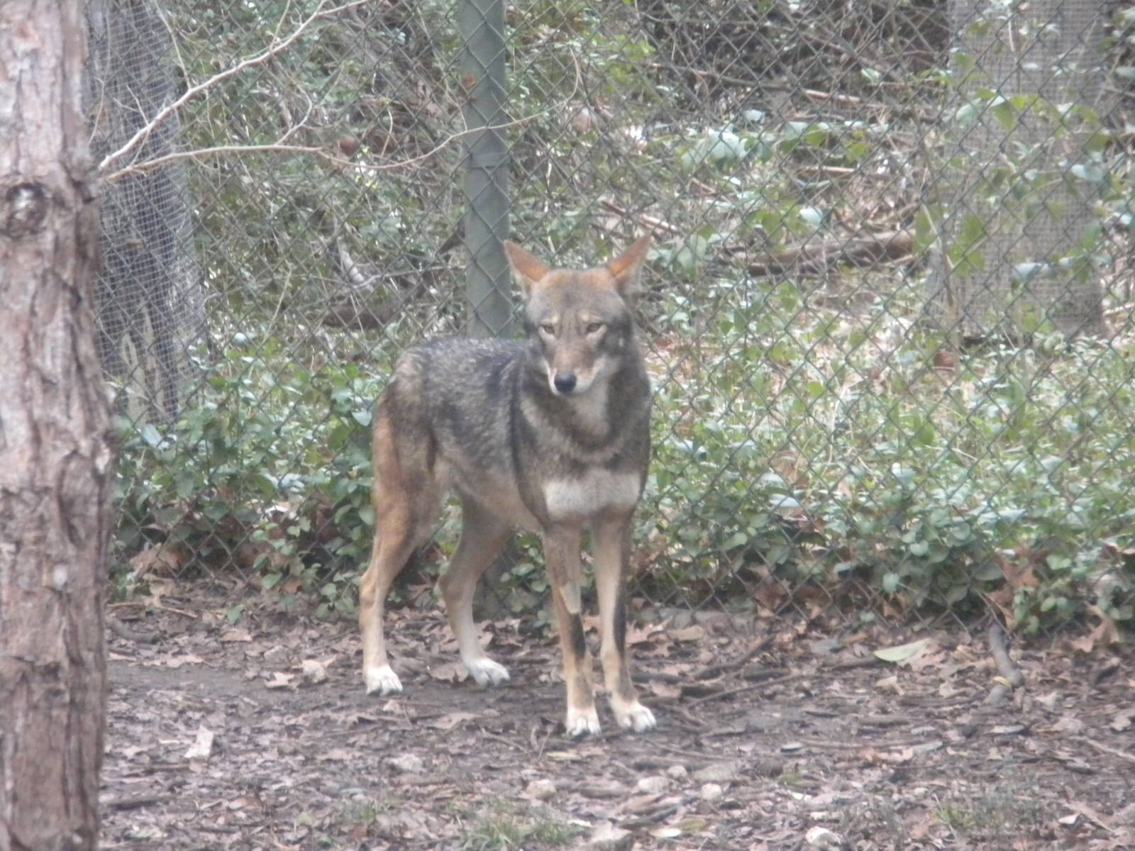 Red Wolf