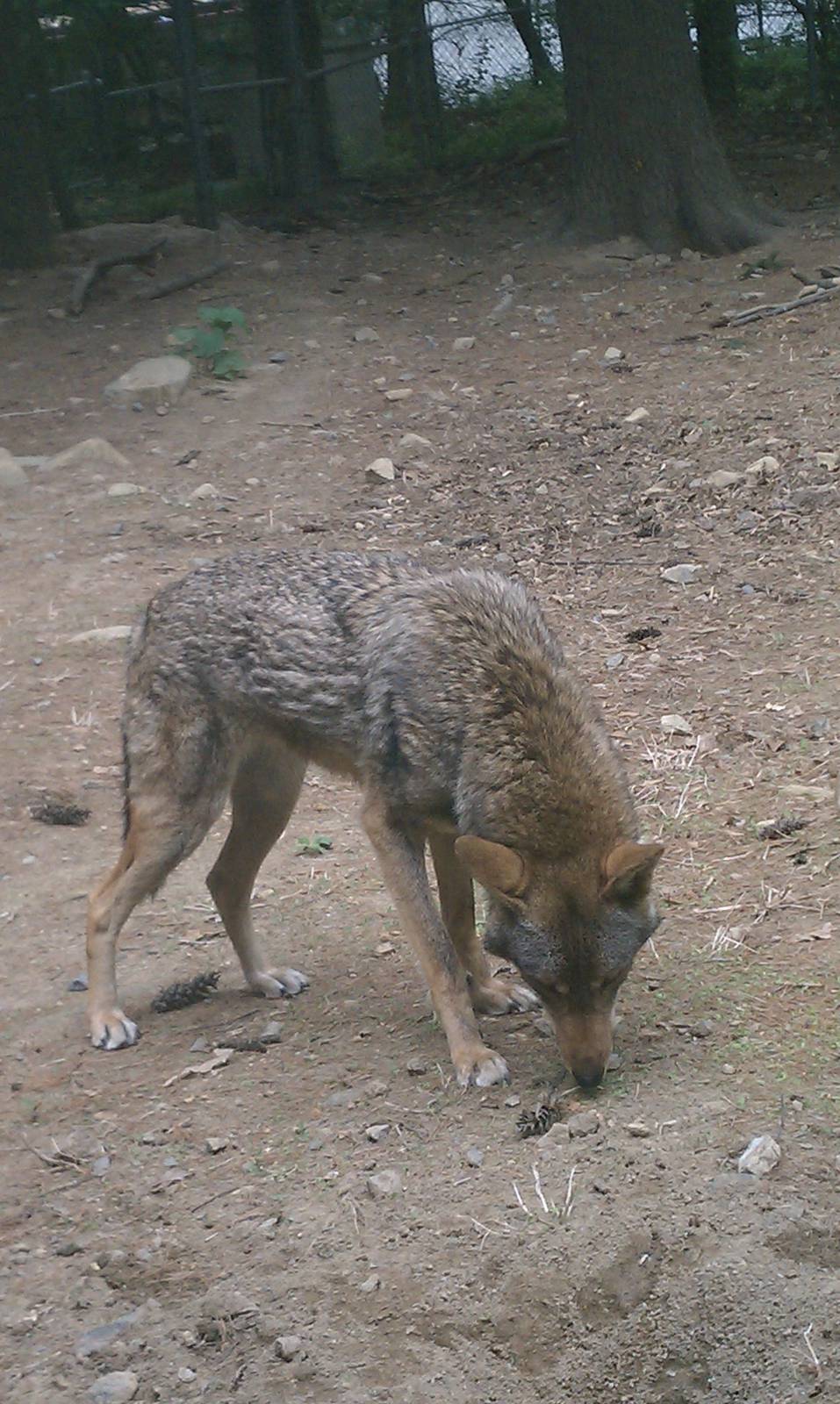 Red Wolf