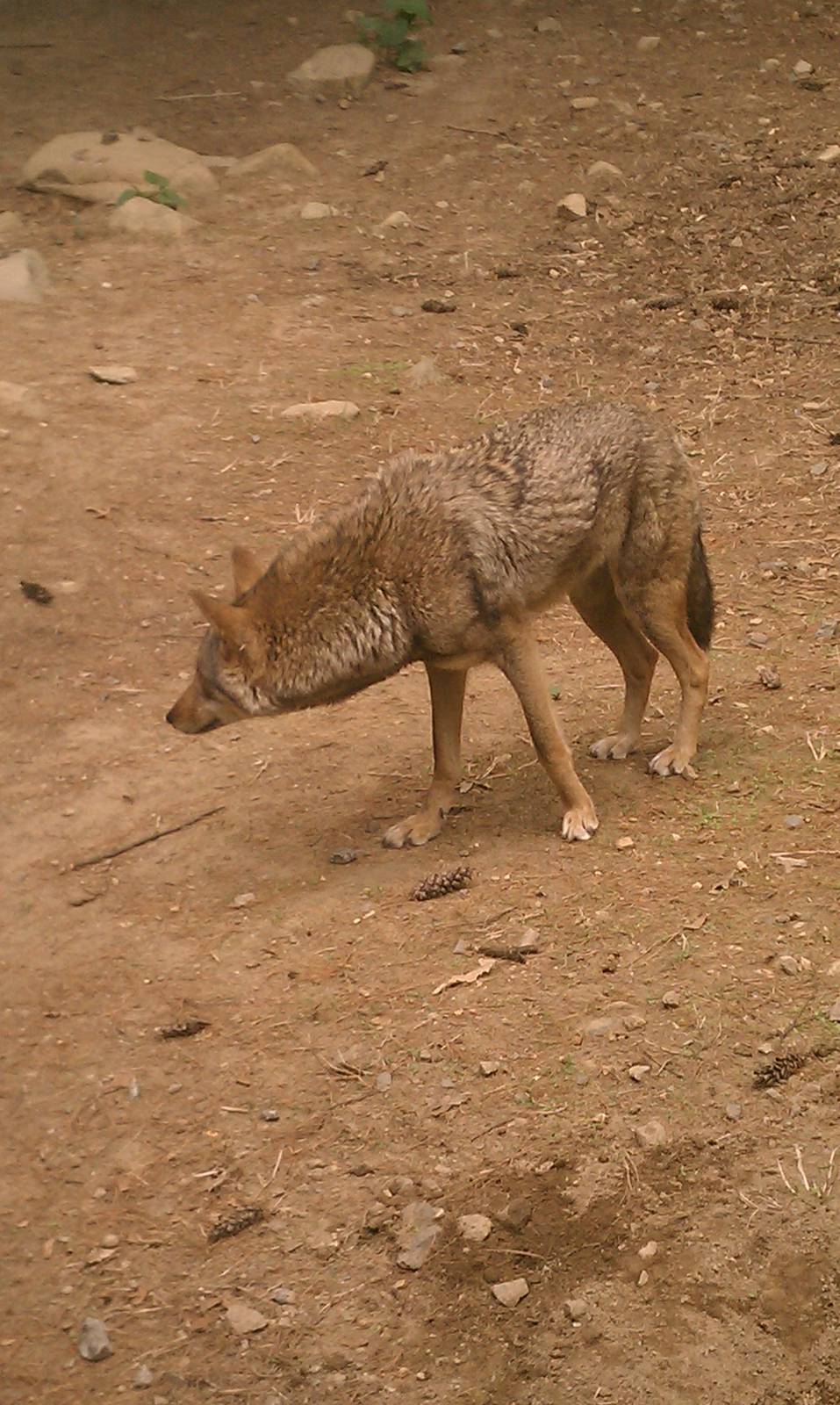 Red Wolf