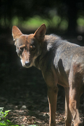 red wolf