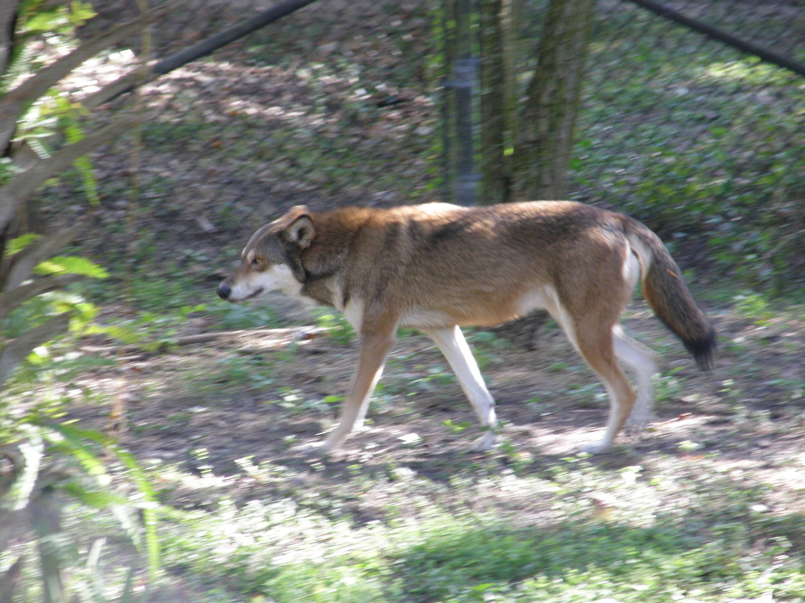 red wolf