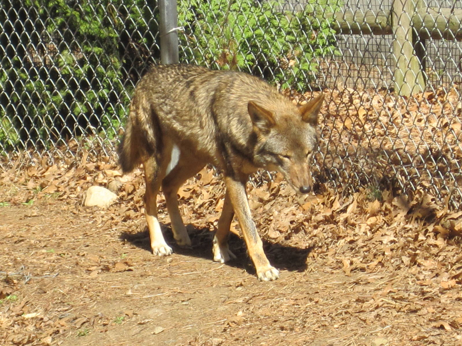 Red Wolf