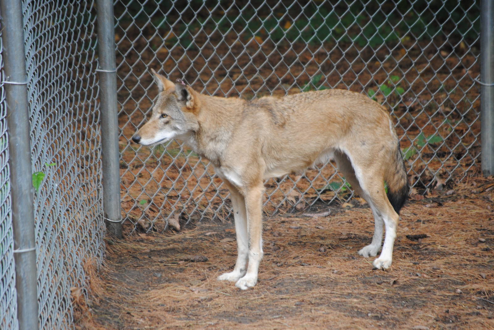 Red Wolf