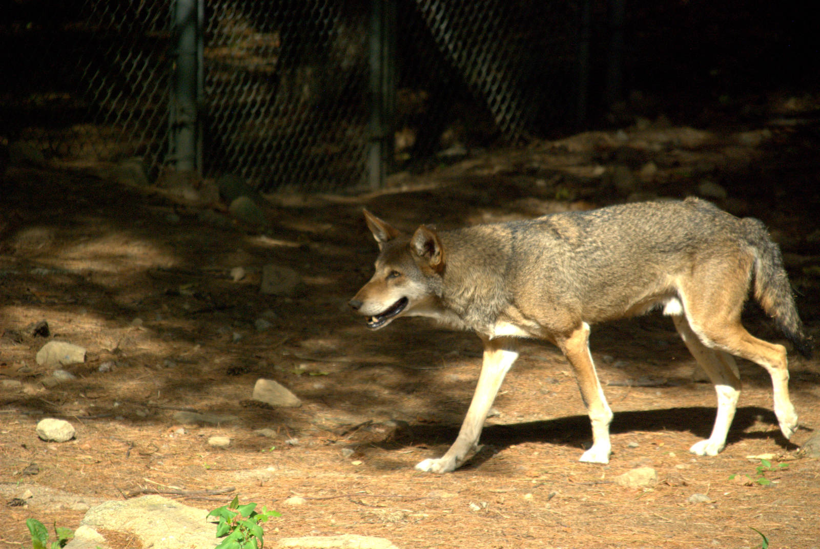 Red Wolf
