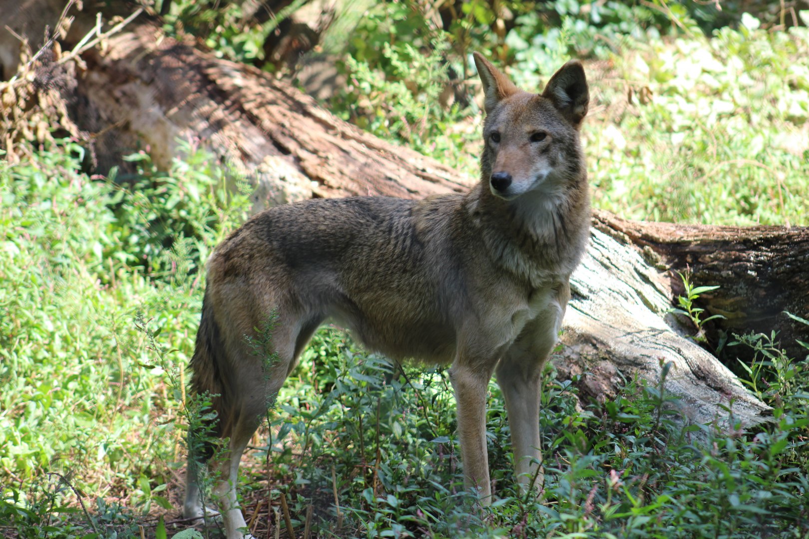 Red Wolf