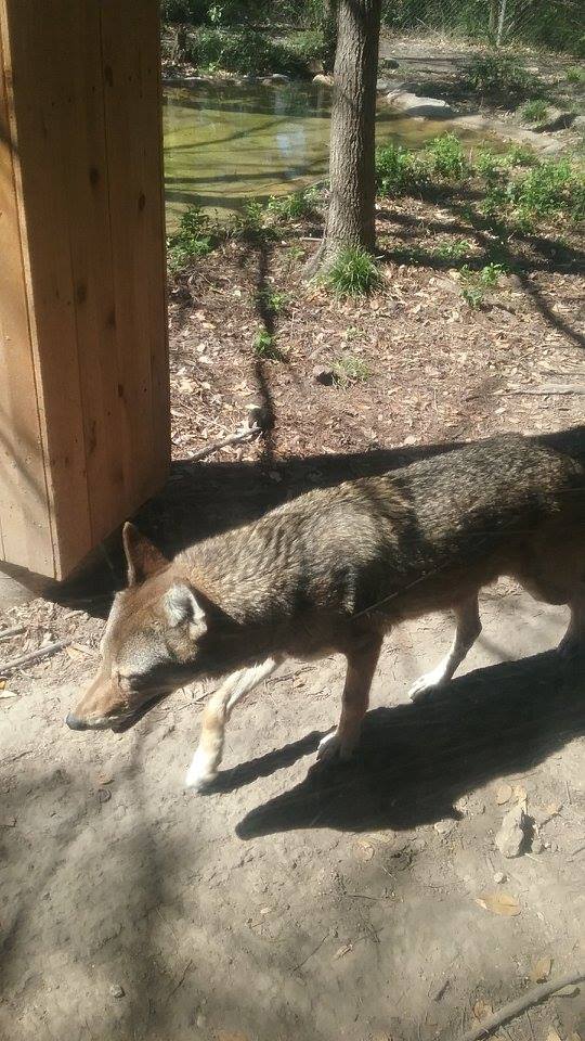 Red wolf