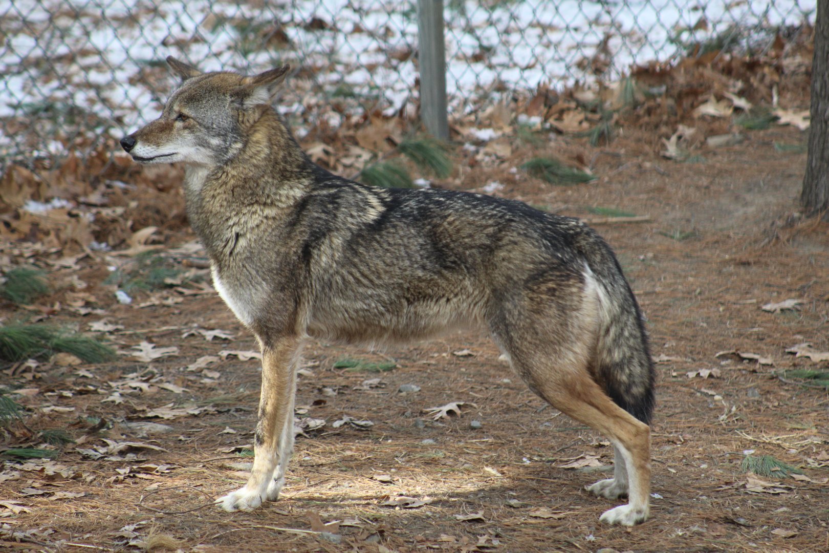 Red Wolf