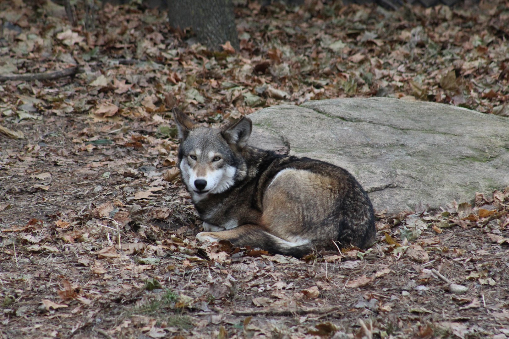 Red Wolf