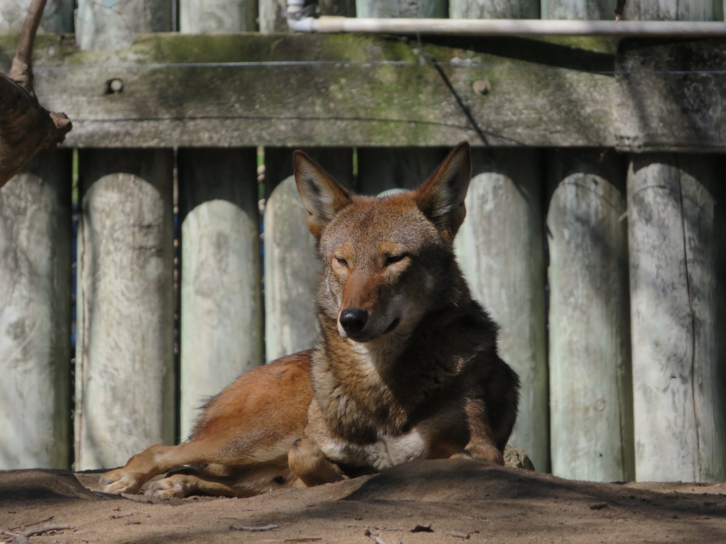 Red Wolf