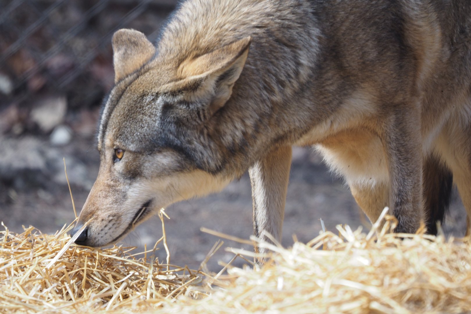 Red wolf
