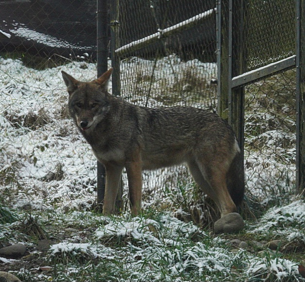 Red Wolf