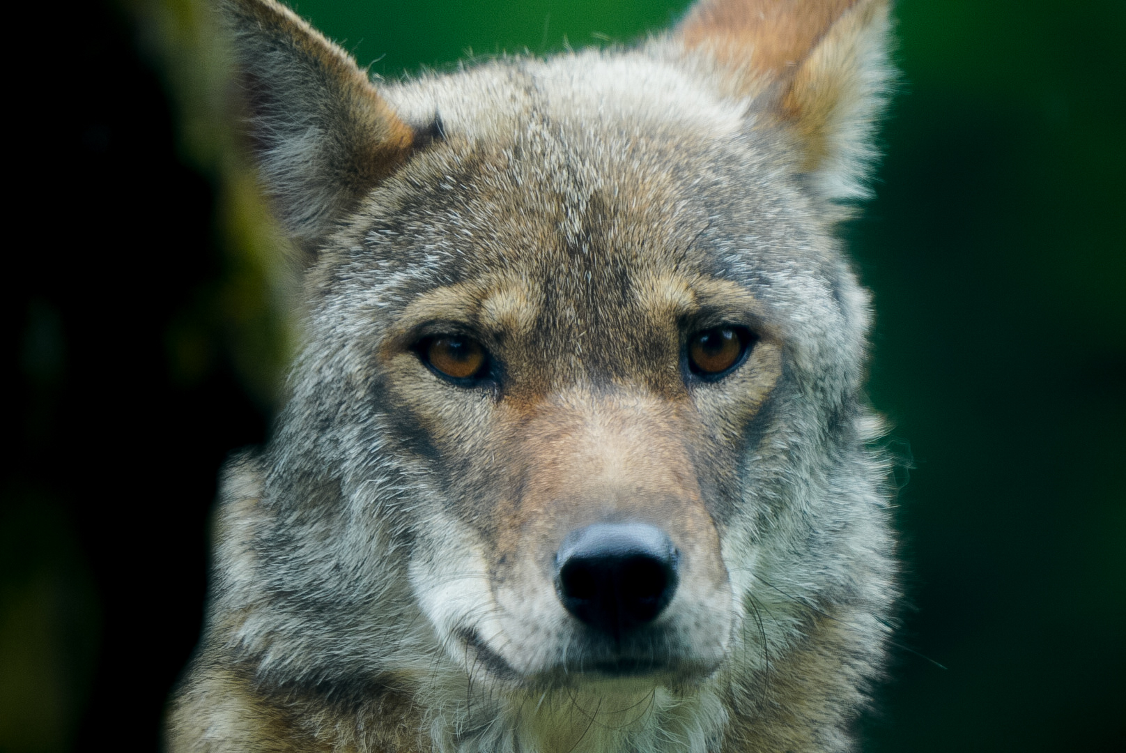 Red Wolf