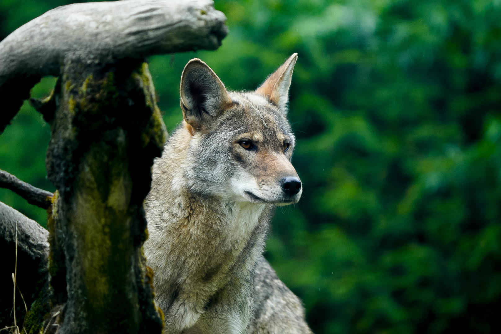 Red Wolf