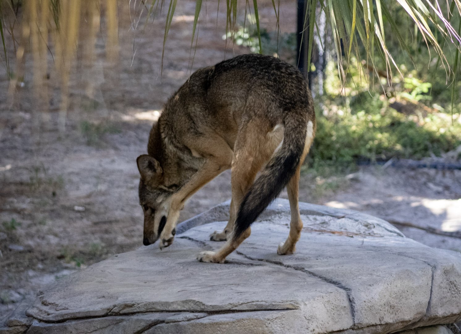 Red Wolf