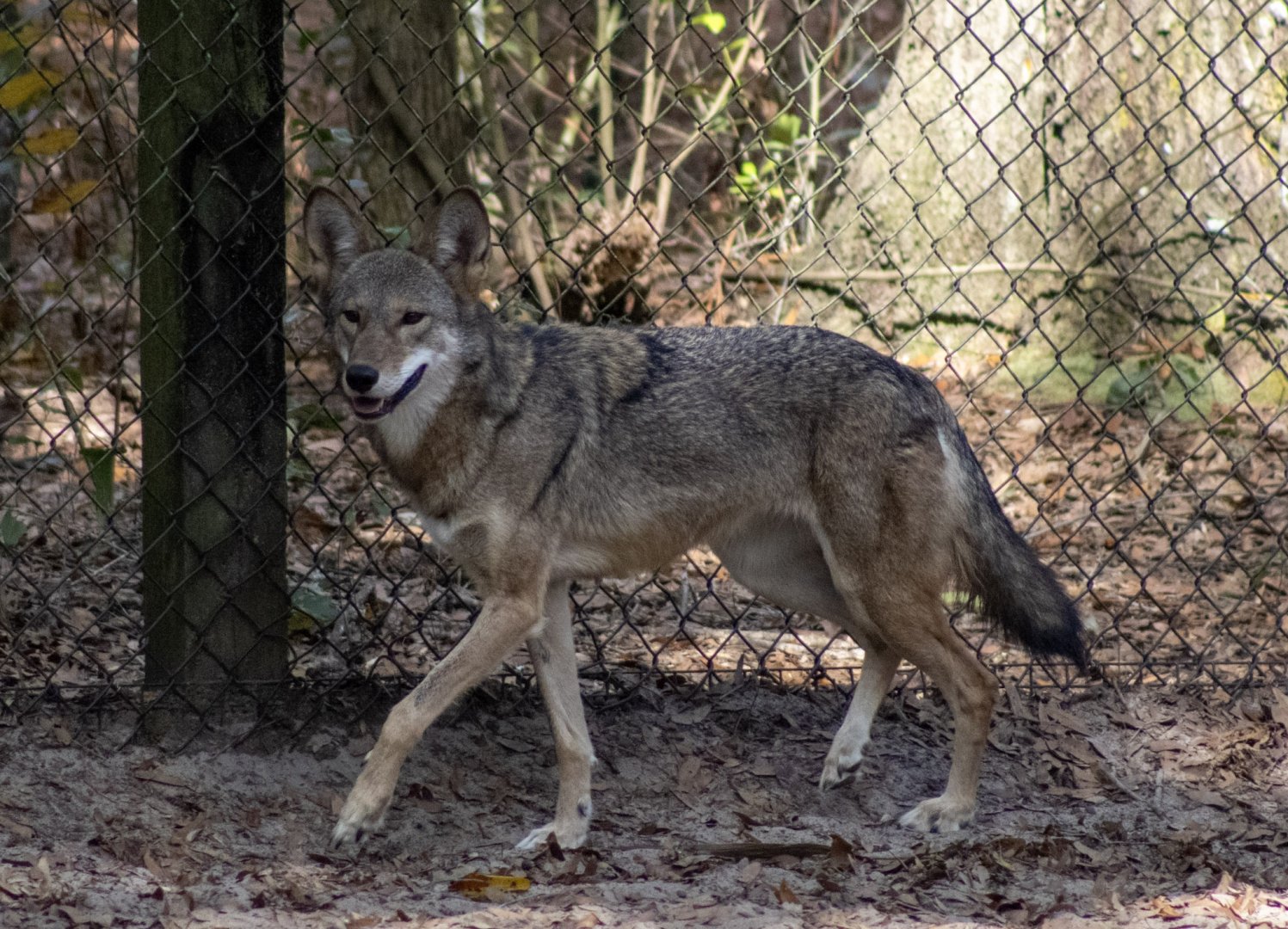 Red Wolf
