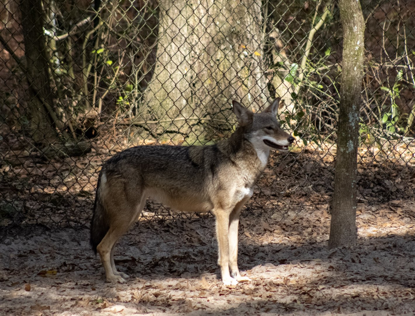Red Wolf