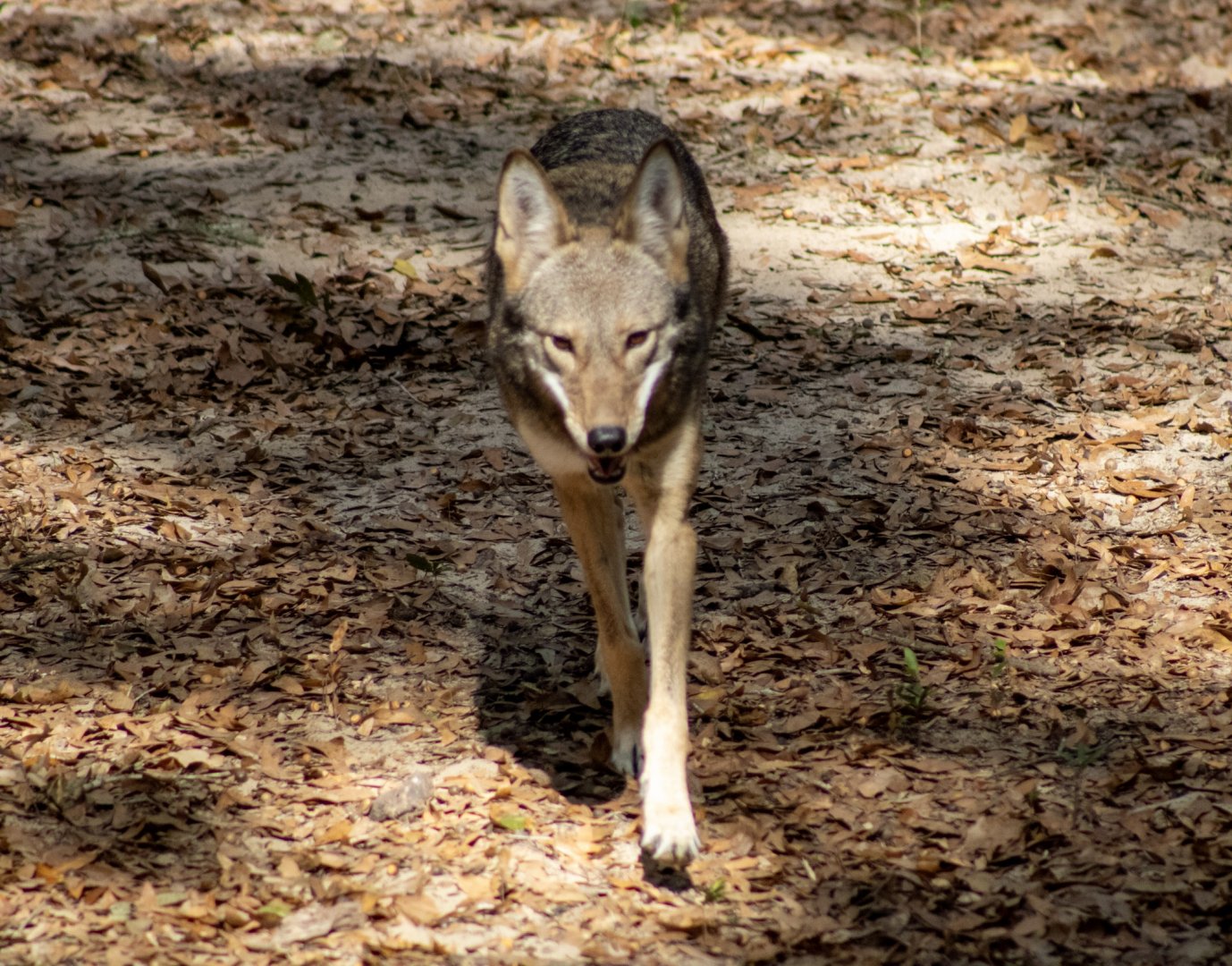 Red Wolf