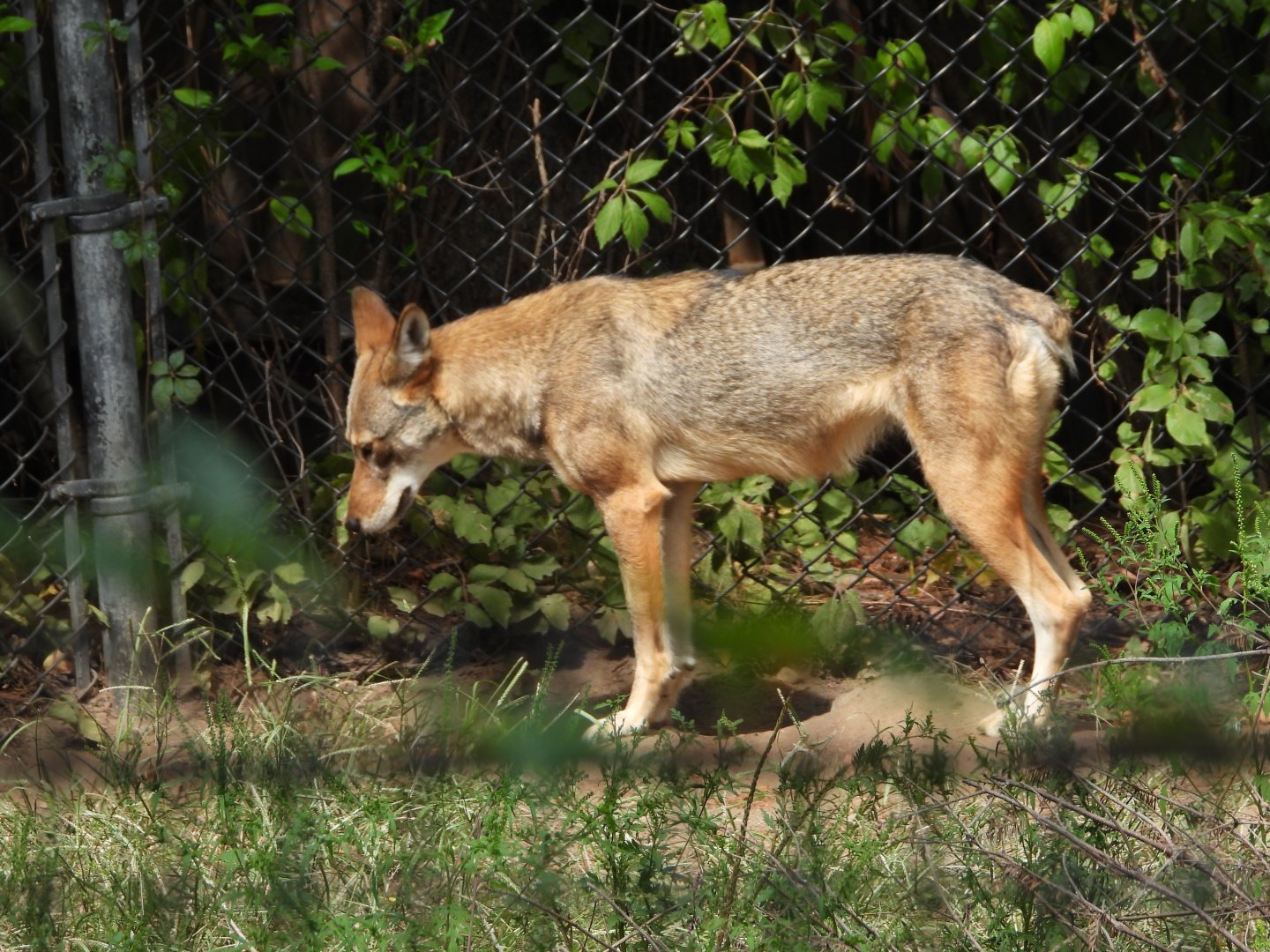 Red wolf