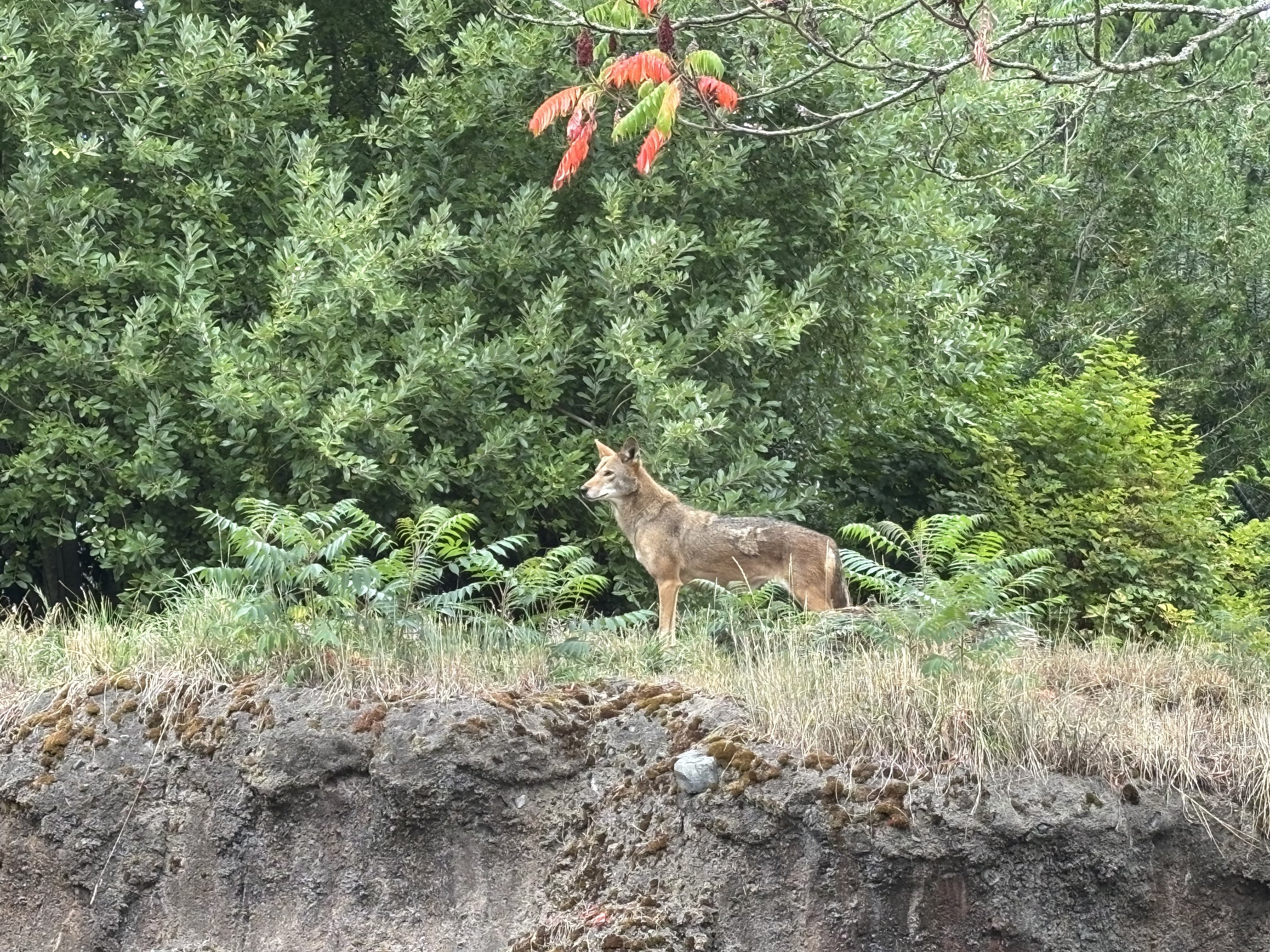 Red Wolf