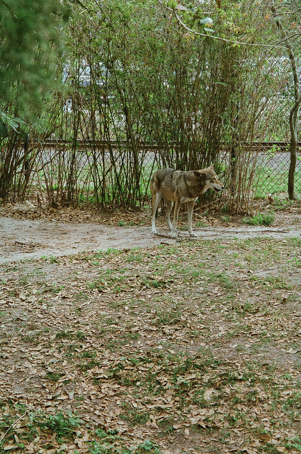 Red Wolf
