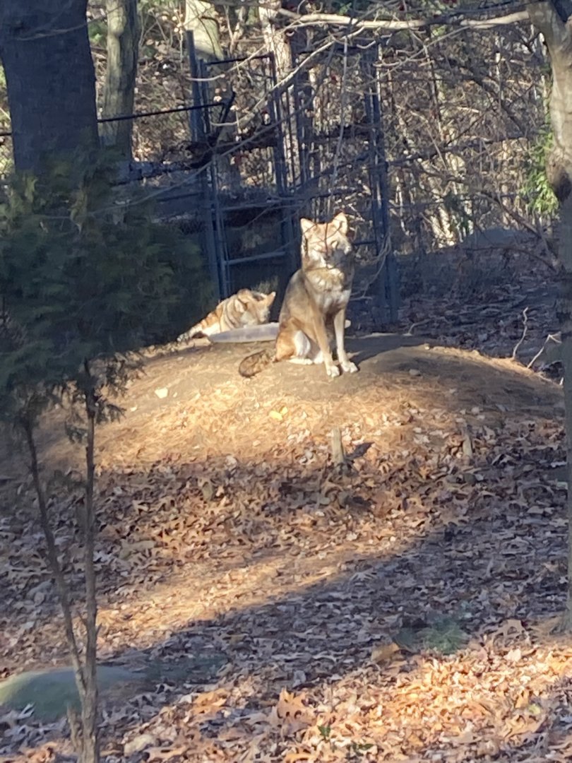Red Wolves 12/13/21