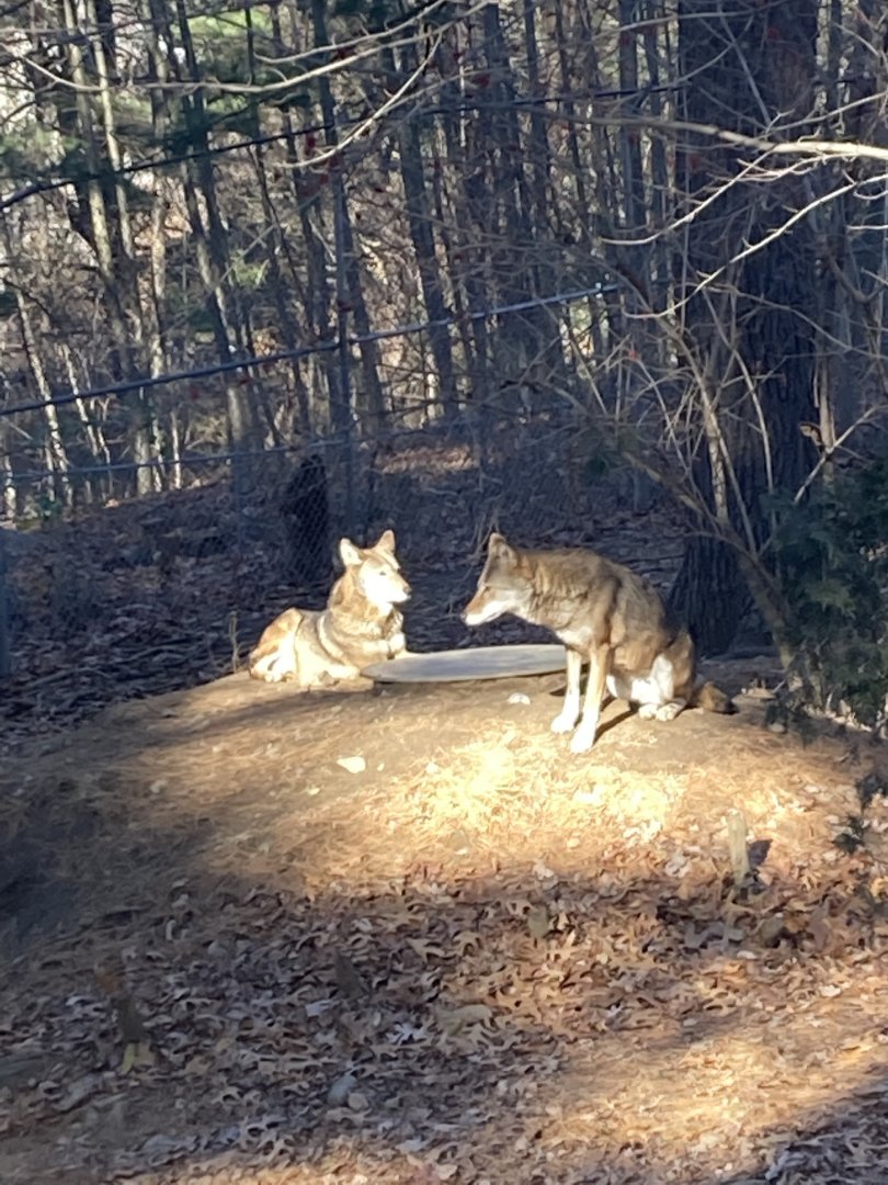 Red Wolves 12/13/21