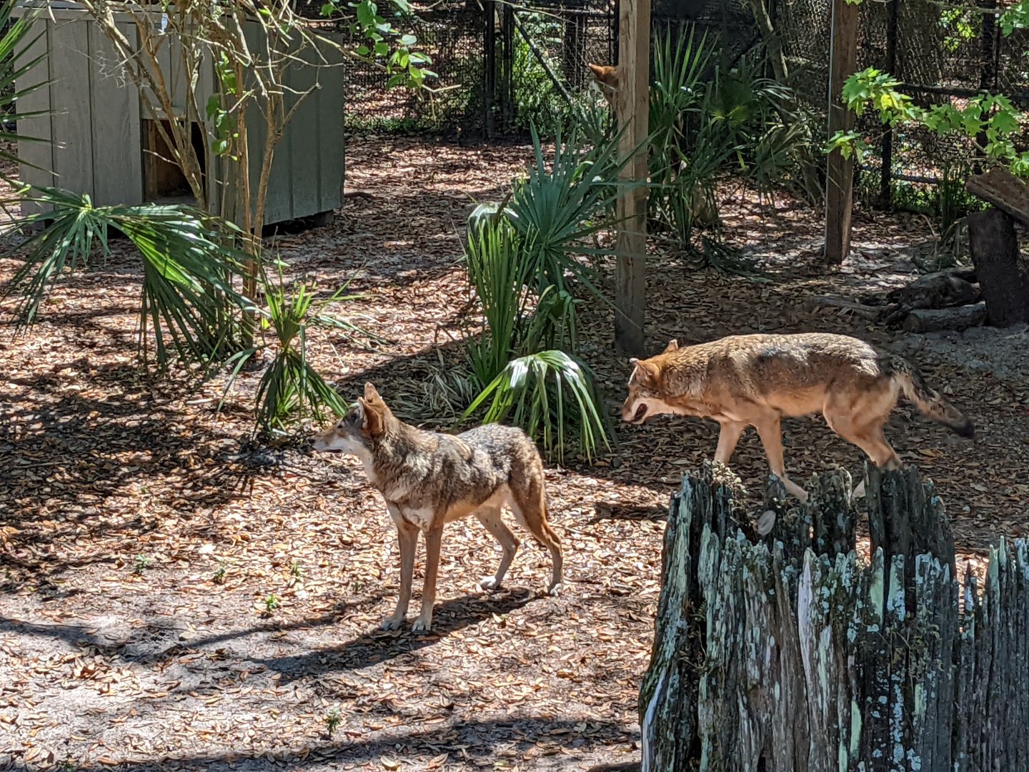 Red wolves (habitat #1)