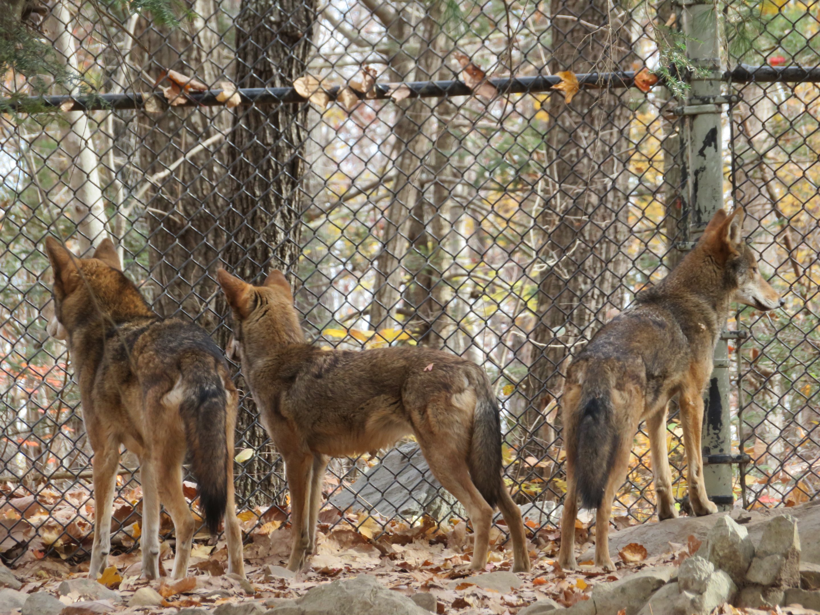 Red Wolves