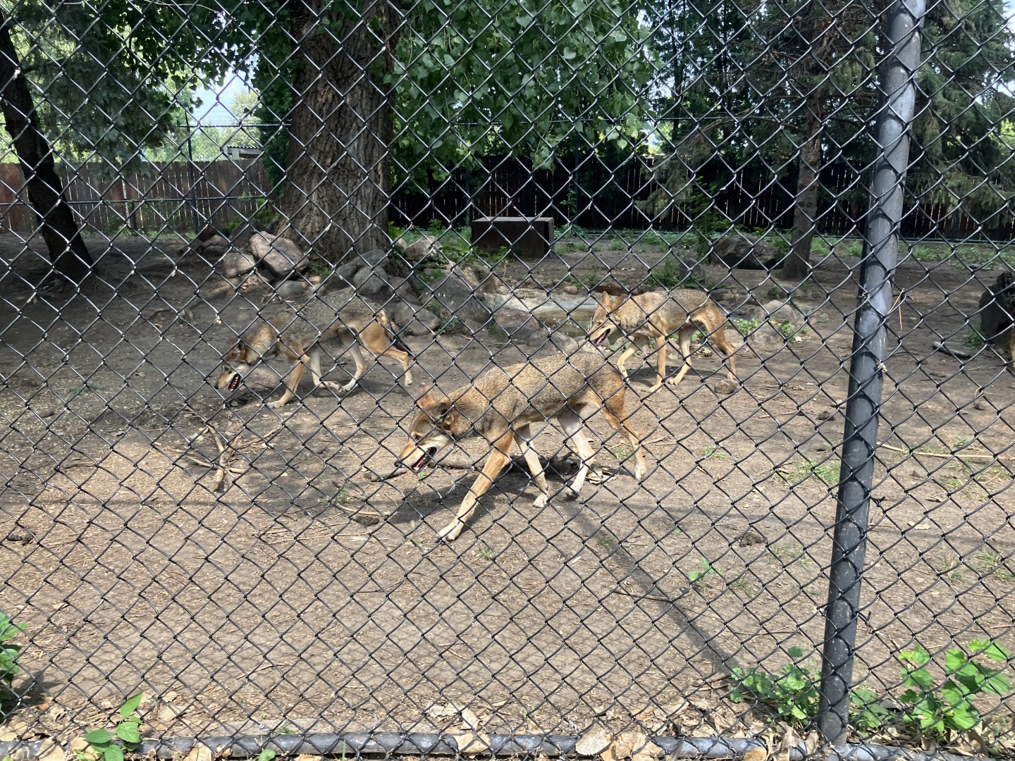 Red Wolves