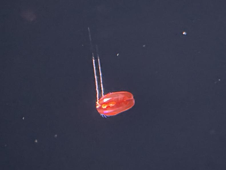 Red x comb jelly