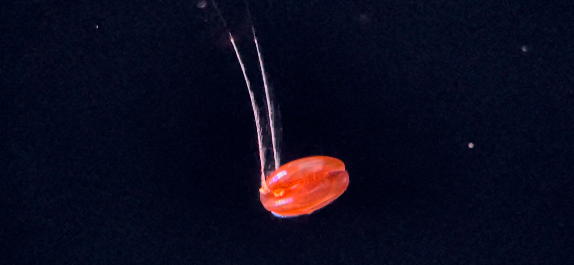 red x comb jelly