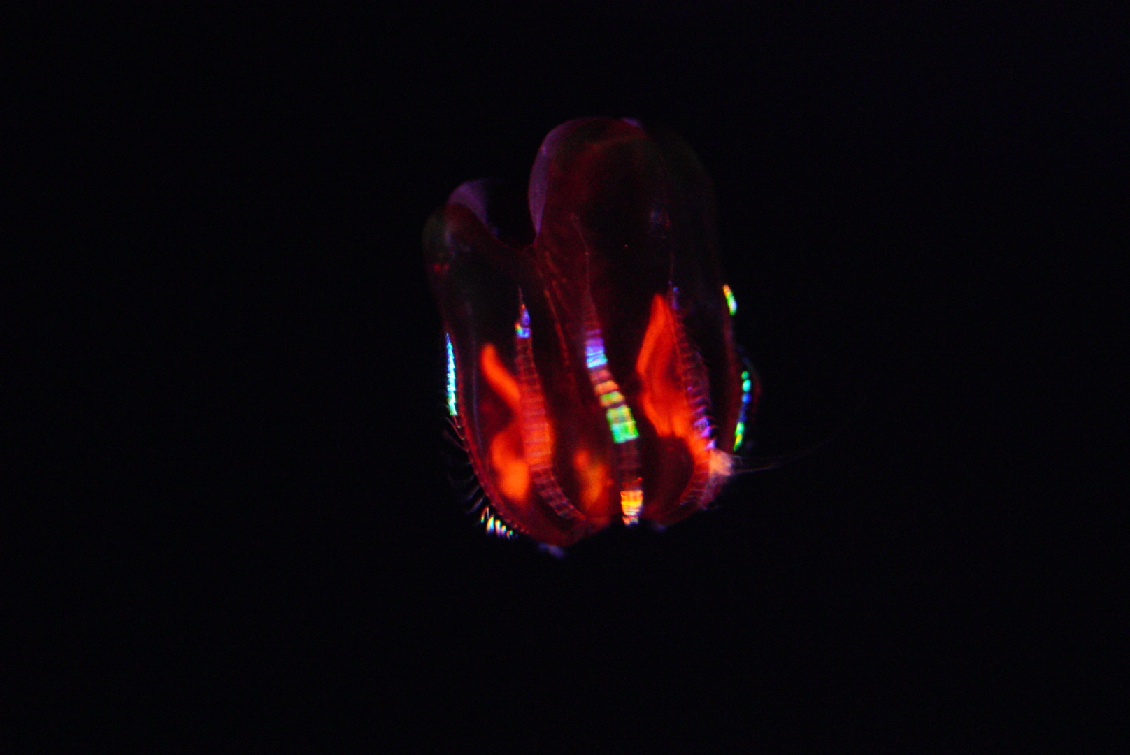 "Red X" Comb Jelly