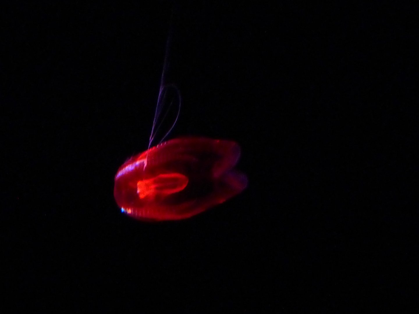 "red x" jelly