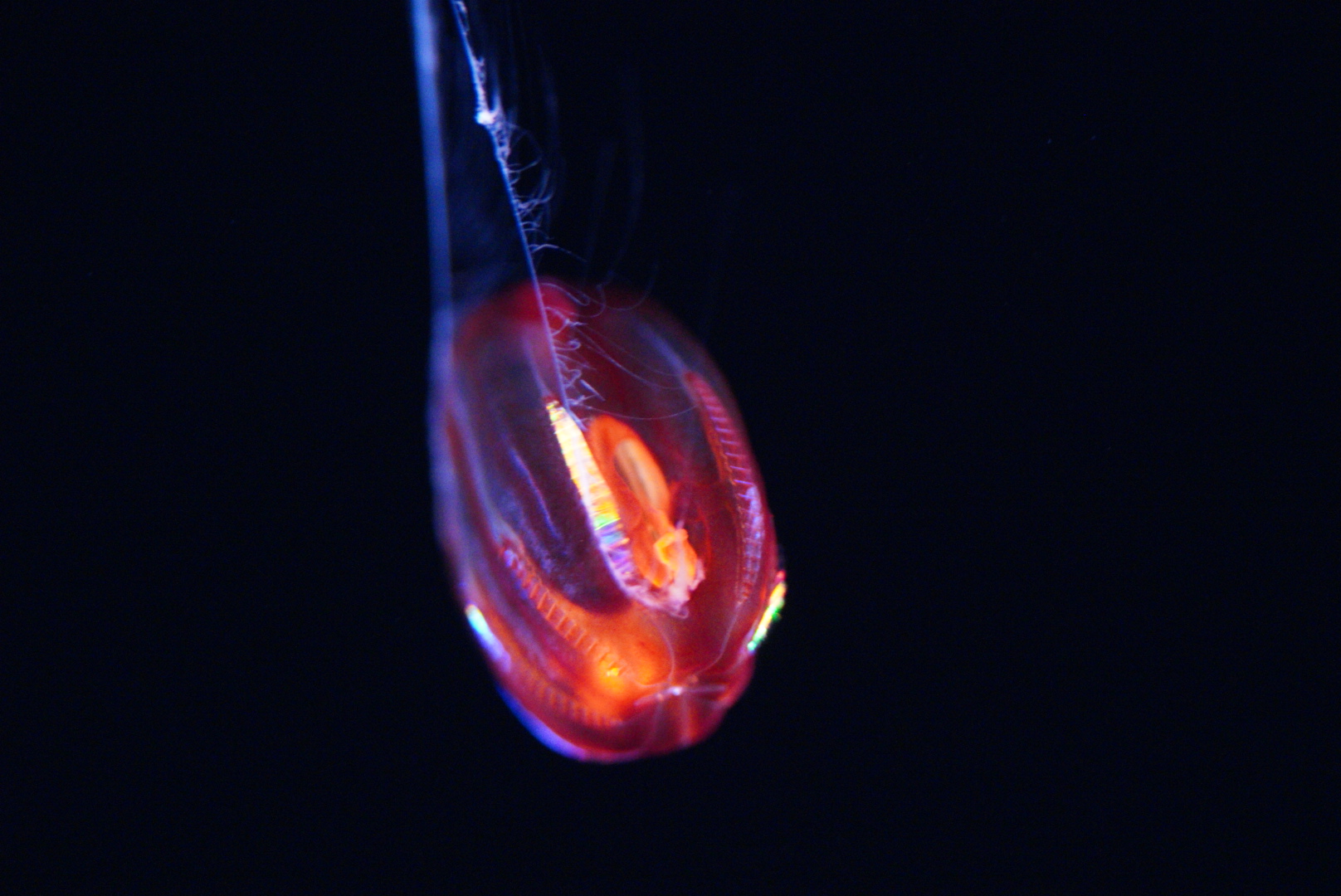 "Red X" with feeding tentacles out