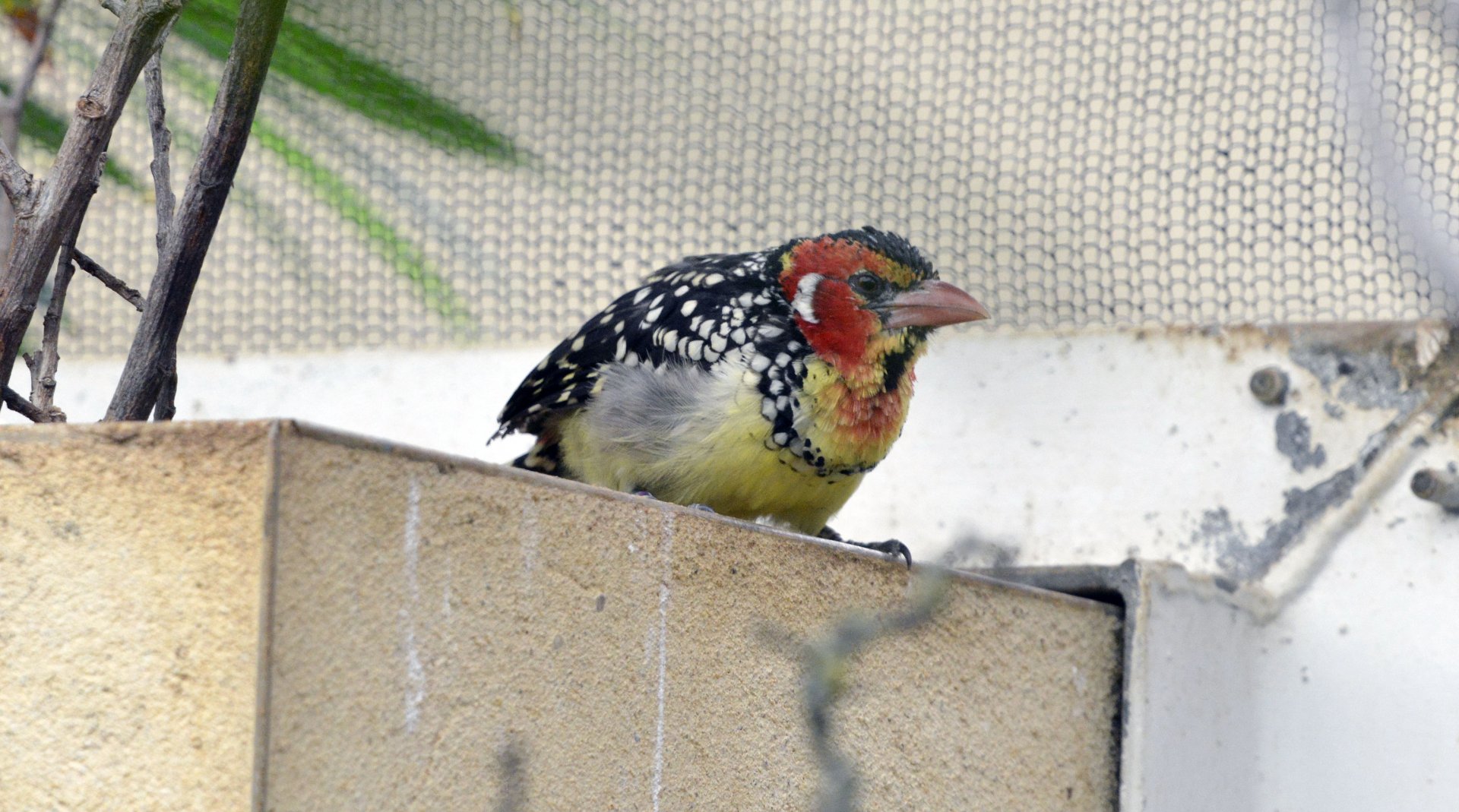 Red & Yellow Barbet London zoo 25 07 2020