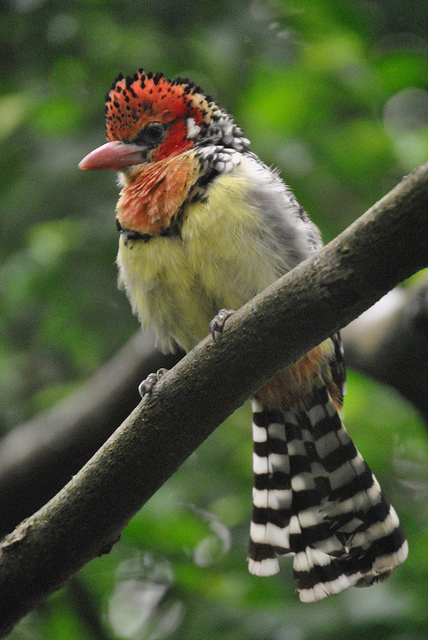 Red-yellow barbet