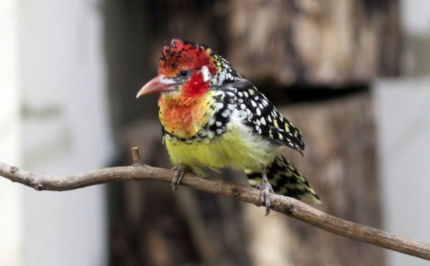 Red & Yellow Barbet