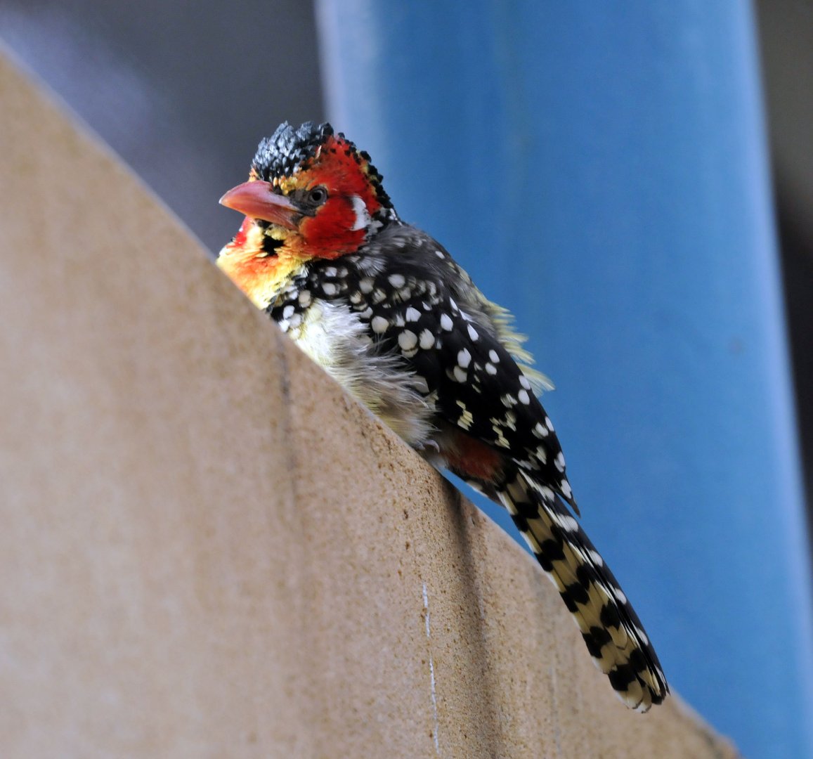 Red & yellow barbet