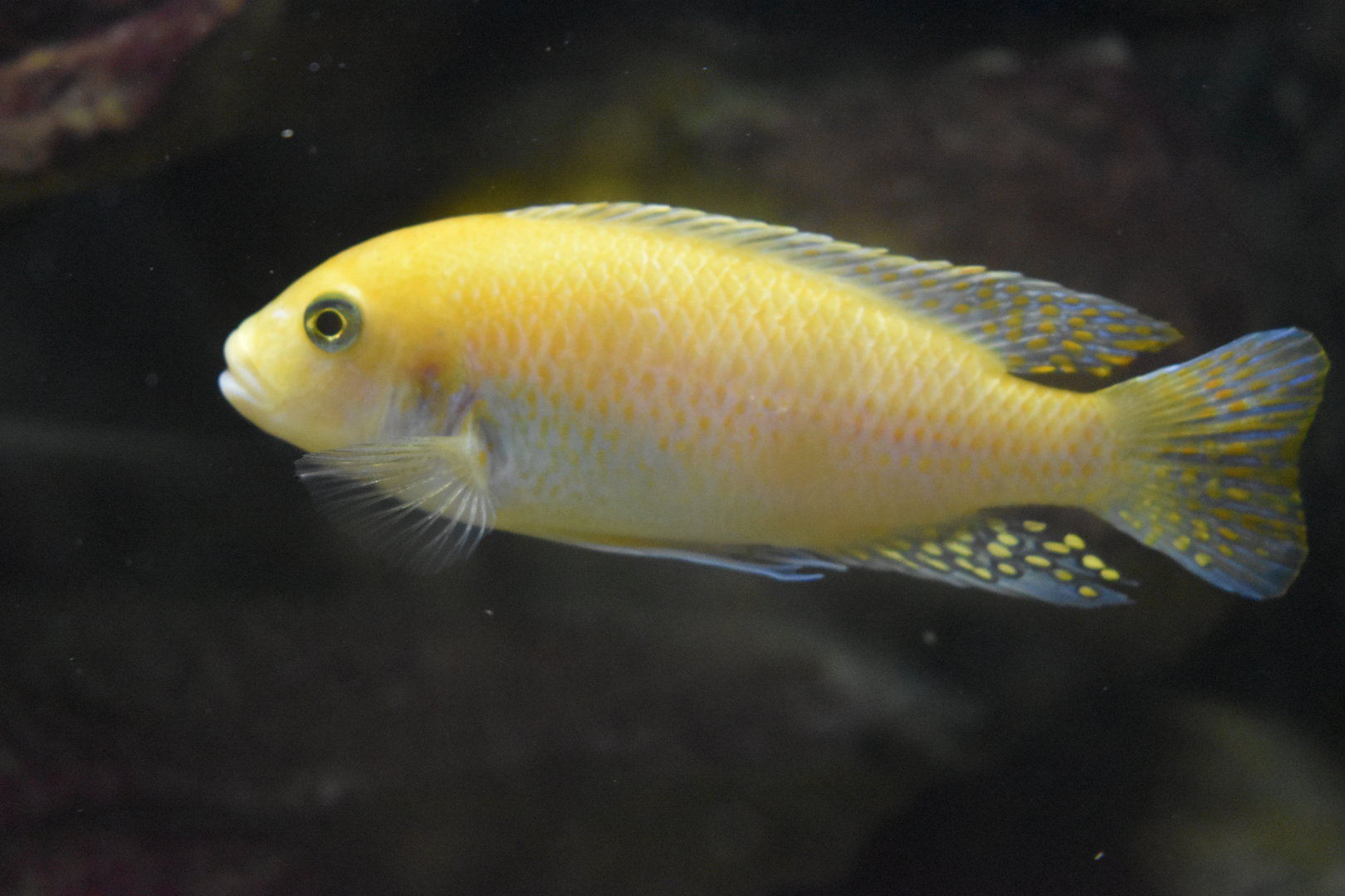 Red Zebra Cichlid