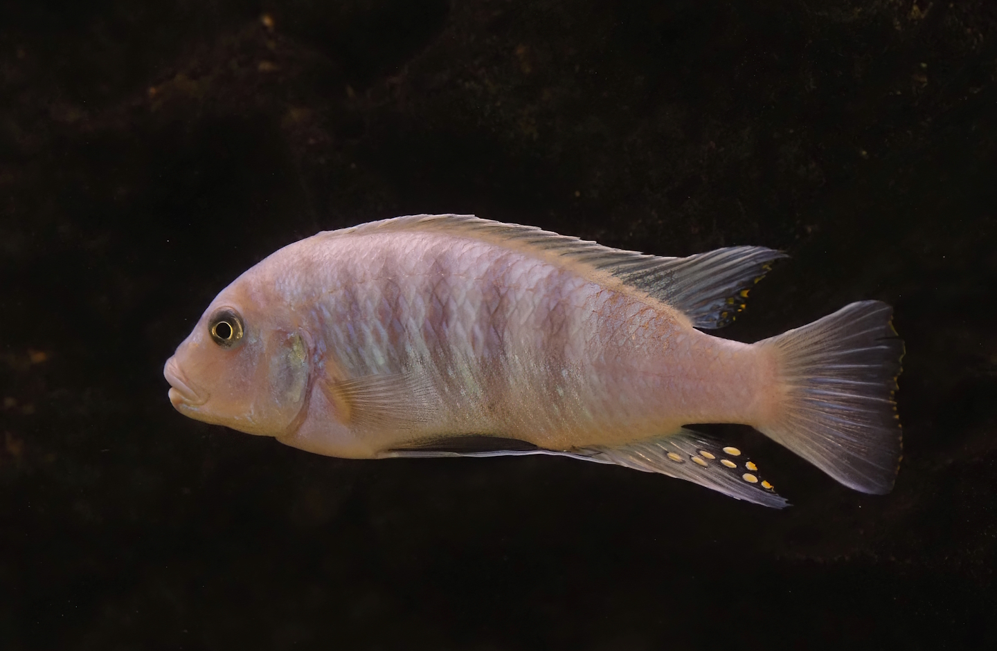 Red zebra mbuna cichlid (Maylandia estherae), 2024-08-05