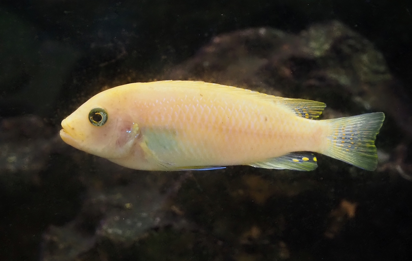 Red zebra mbuna cichlid (Maylandia estherae), 2024-08-05