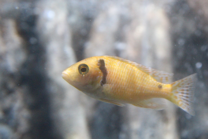 Red zebra mbuna (Maylandia estherae) - BXSea