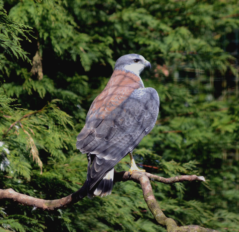 RED_BACKED_HAWK_-_HAWK_CON_07_04_2015_238_