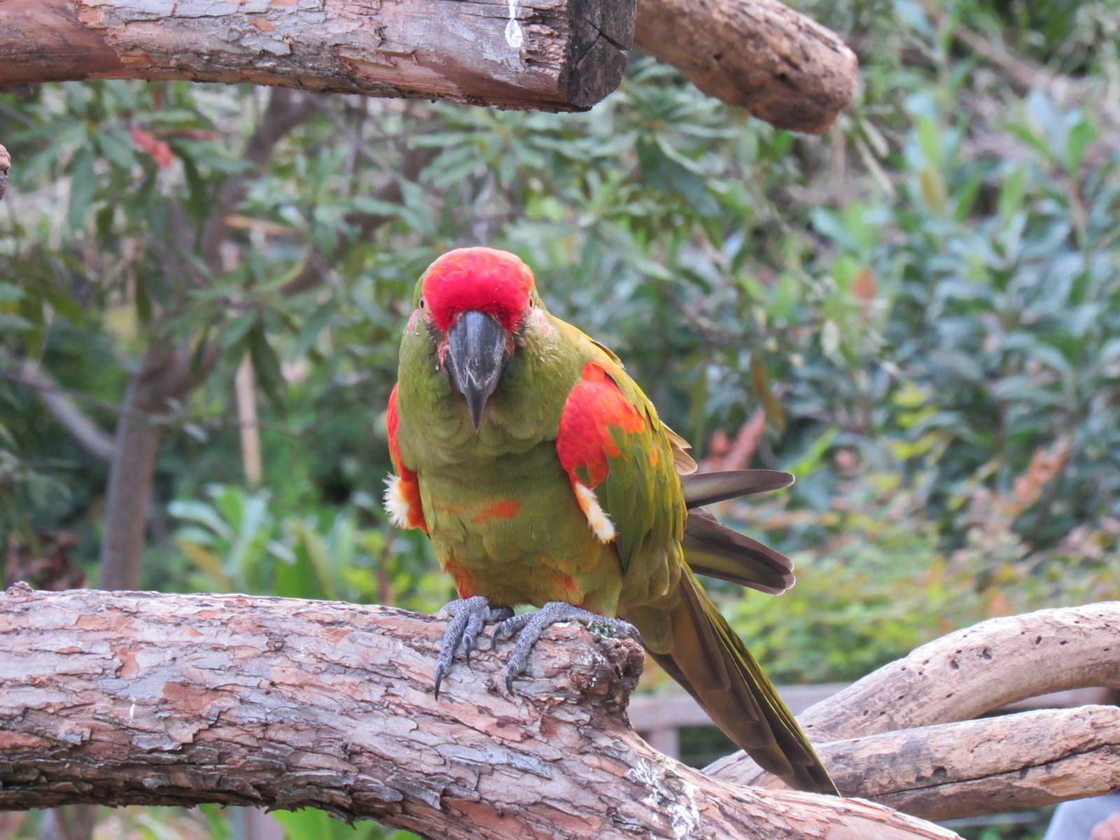 Red_Fronted_Macaw2