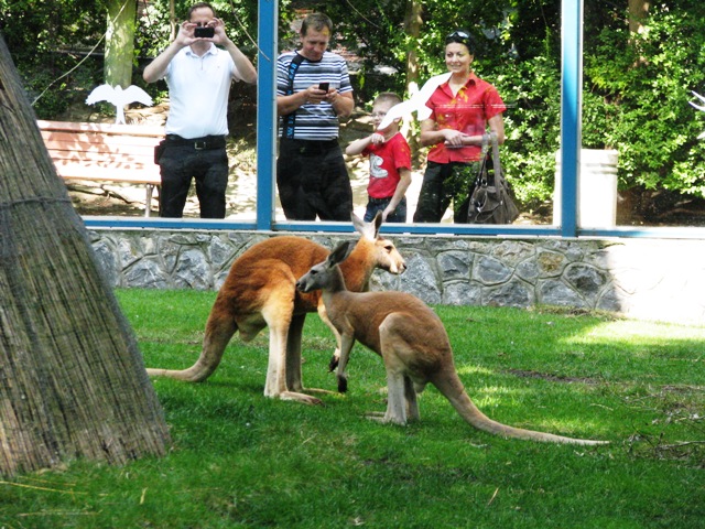 Red_kangaroo5