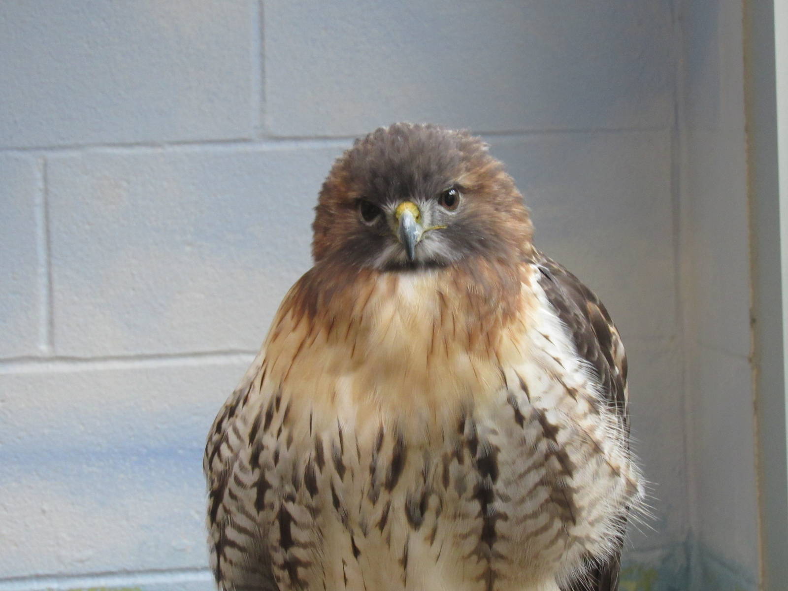 Red_Tailed_Hawk3